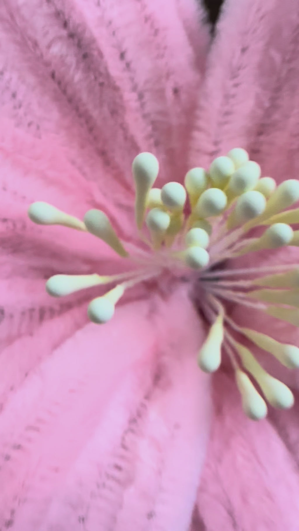 ყვავილი რომელიც არ ჭკნება