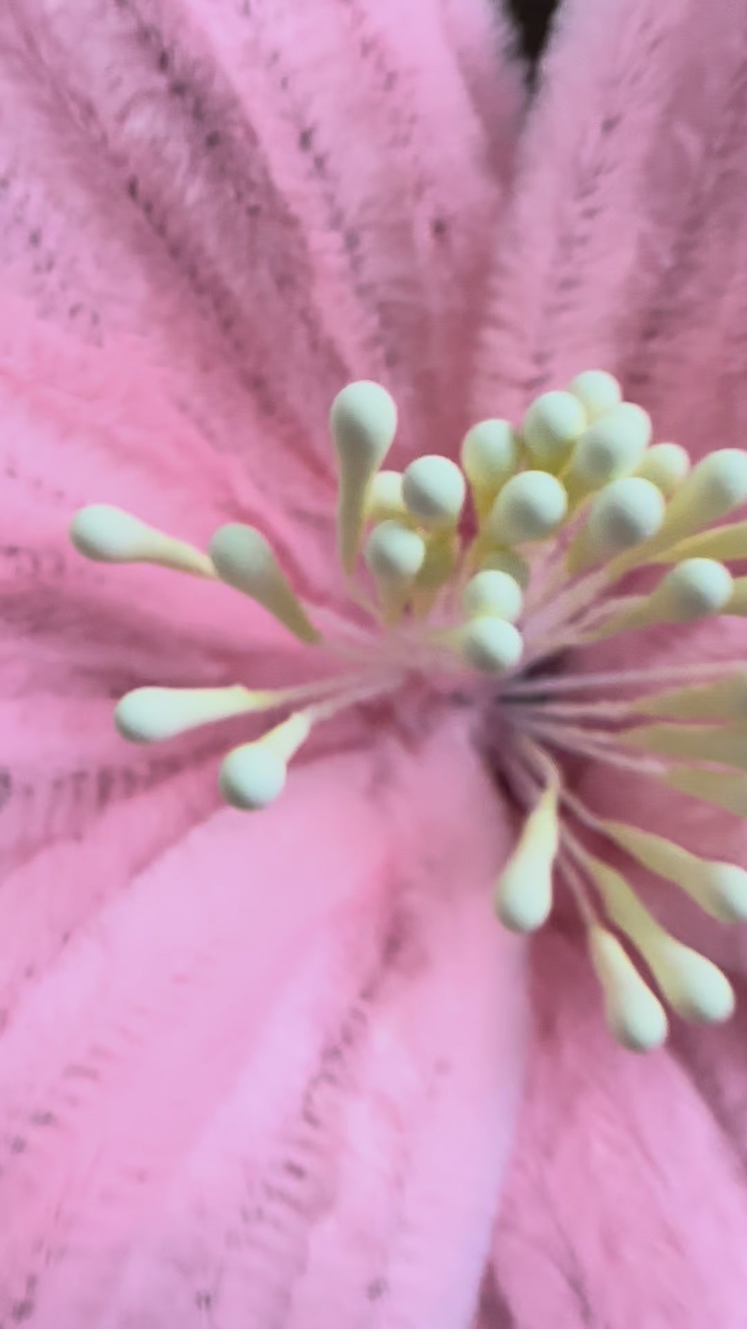 ყვავილი რომელიც არ ჭკნება